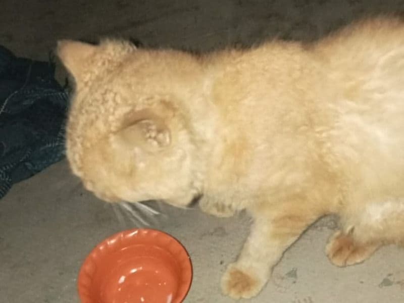 Abyssinian 1 year 2 months old male named Pathan for breeding in Konkan Division, Maharashtra | Petmeetly