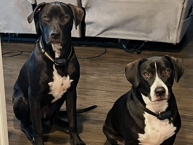 Tux & Niko - Labrador Retriever | Petmeetly
