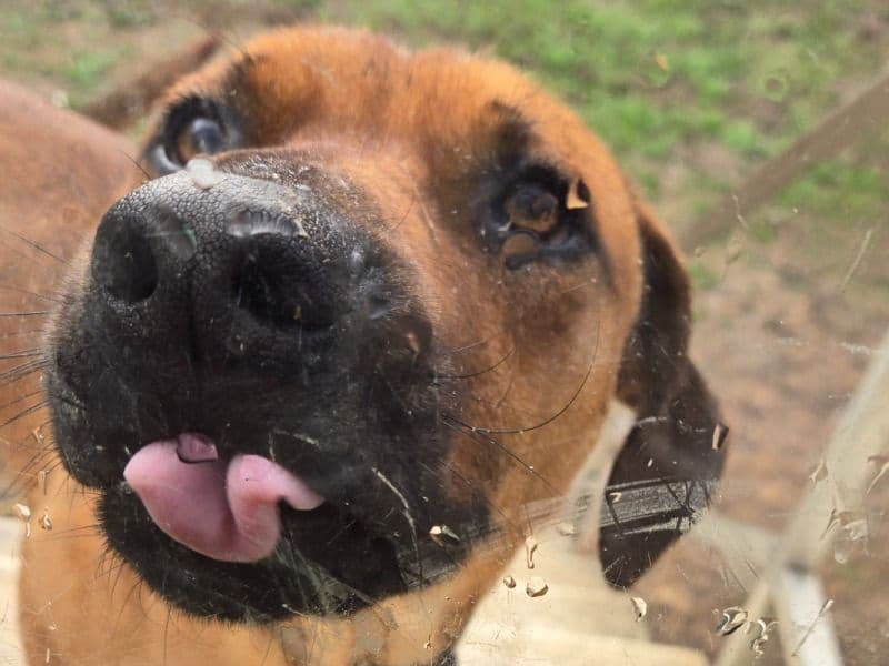 Rhodesian Ridgeback 1 year old male large named Ranger for adoption in Cooke County, Texas | Petmeetly