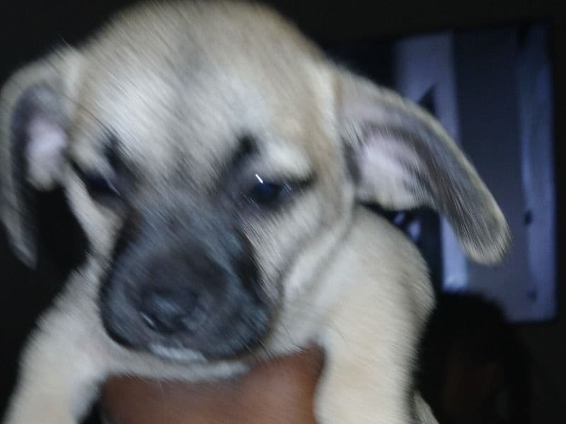 Puppies primary photo