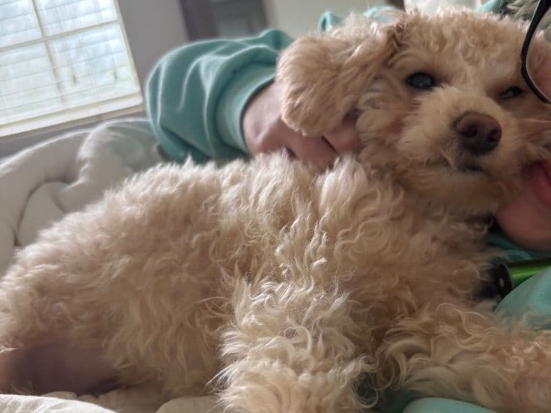 Poochon 10 months old female small named Chai for sale in Collier County, Florida | Petmeetly