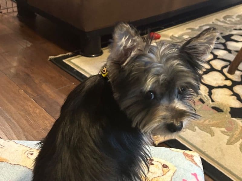 Yorkshire Terrier 2 years 3 months old female small named Miss Violet for breeding in Brant County, Ontario | Petmeetly