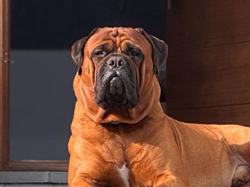 Bullmastiff 4 years 1 month old male large named Monk for breeding in District of Columbia, District of Columbia | Petmeetly