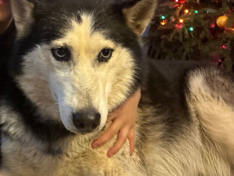 Siberian Husky 7 years old female large named Zerka for sale in Dane County, Wisconsin | Petmeetly