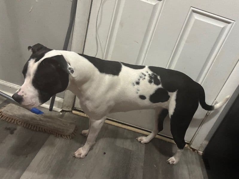 American PitBull Terrier 12 years 10 months old female medium named Trixie for breeding in Franklin County, Ohio | Petmeetly