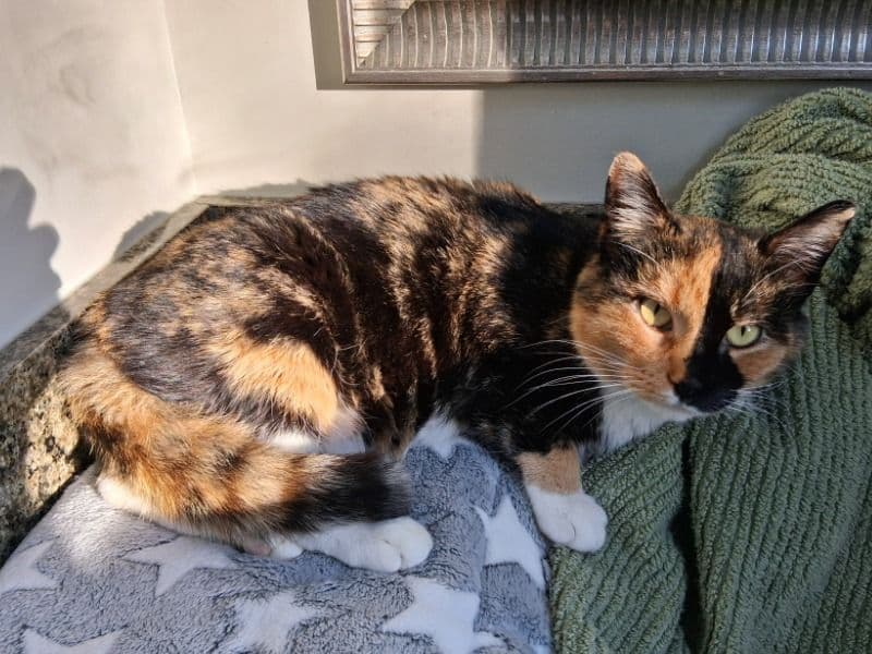 Tortoiseshell cat 3 years old female named Dualisa for sale in Bucks County, Pennsylvania | Petmeetly
