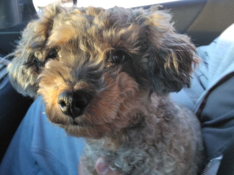 Yorkipoo 3 years old female medium named Mocha for breeding in Ellis County, Texas | Petmeetly