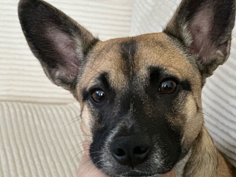 German Shepherd 1 year 6 months old male medium named Deuce for sale in Maricopa County, Arizona | Petmeetly
