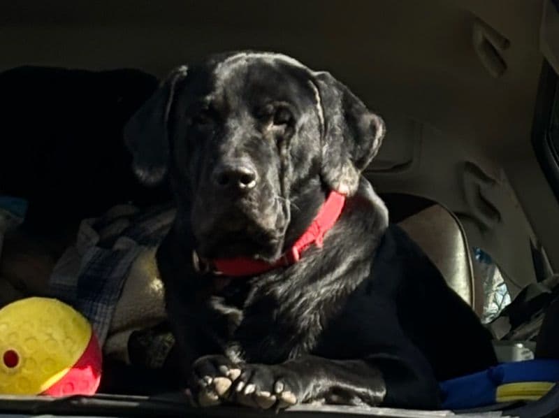 Labrador Retriever 6 years old male large named Joseph for breeding in New Castle County, Delaware | Petmeetly