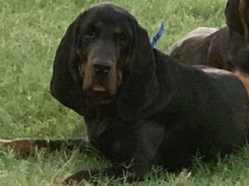Ruger primary photo