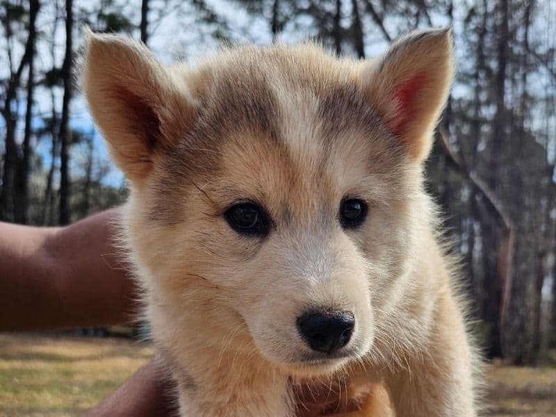 Siberian Husky 2 months old male small named Churro for sale in Catawba County, North Carolina | Petmeetly