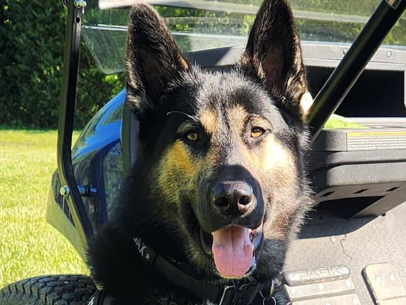 German Shepherd 2 years 8 months old male large named Jax for breeding in Madison County, Illinois | Petmeetly