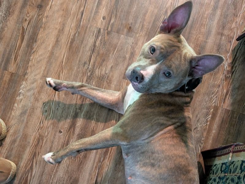 Brindle Pitbull 2 years 4 months old female medium named Remy for breeding in Madison County, Alabama | Petmeetly