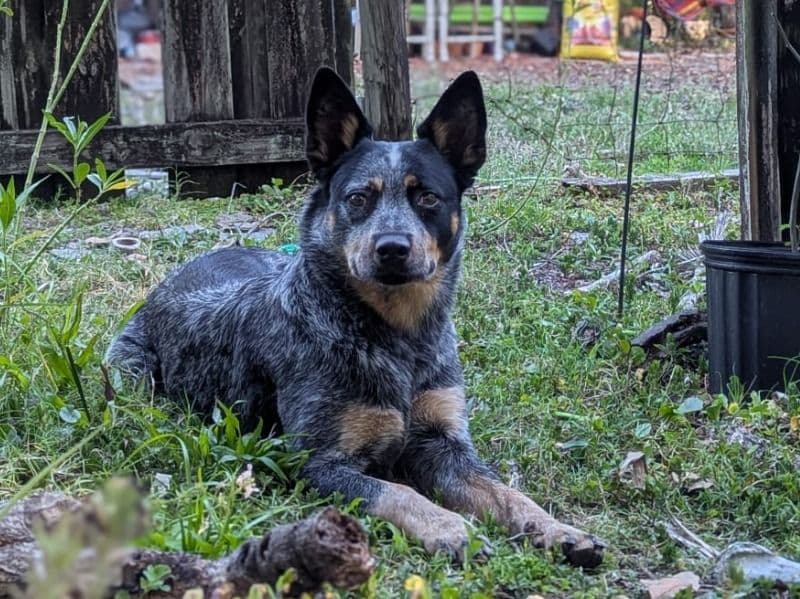 Australian Cattle Dog 3 years 5 months old female medium named Dolly for breeding in Seminole County, Florida | Petmeetly