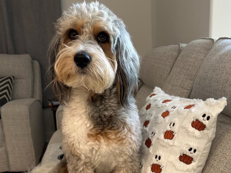 Aussiedoodle 2 years 5 months old male medium named Duke for breeding in Ventura County, California | Petmeetly