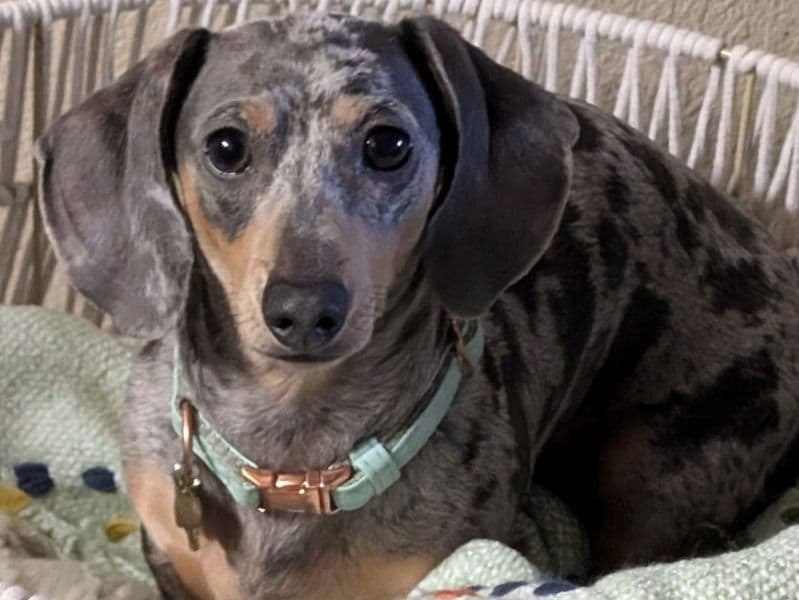 Dachshund 2 years old female small named Peaches for breeding in Sacramento County, California | Petmeetly