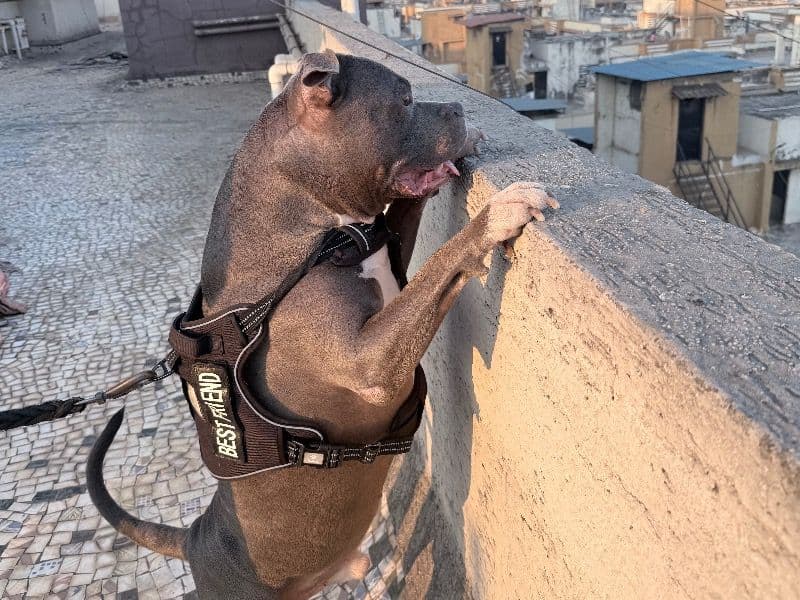 American Bully 7 years 4 months old male medium named Psycho for breeding in Konkan Division, Maharashtra | Petmeetly