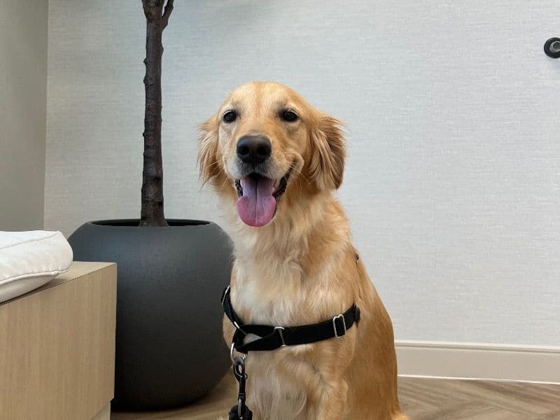 Nala primary photo