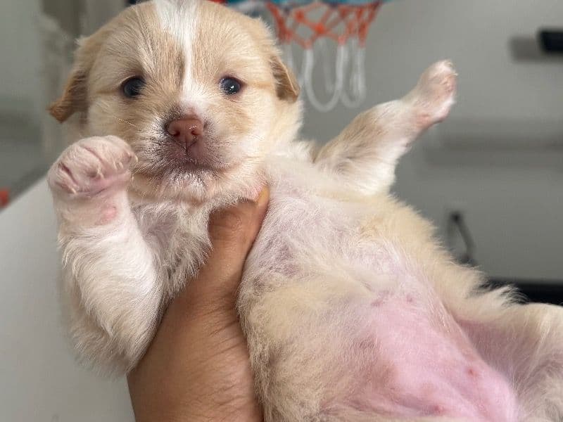 Aussiepom 1 month old female small named Luna for sale in Montgomery County, Maryland | Petmeetly