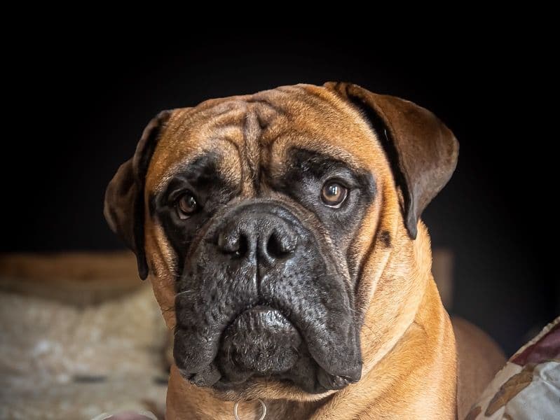 Bullmastiff 1 year 7 months old male large named Teo for breeding in Jackson County, Missouri | Petmeetly