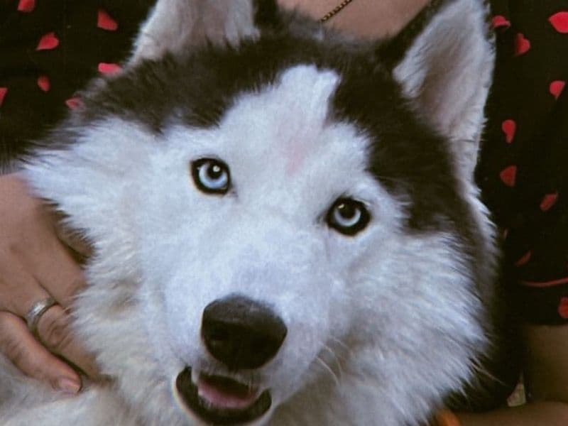 Siberian Husky 1 year 7 months old female large named Alina for breeding in Agra Division, Uttar Pradesh | Petmeetly