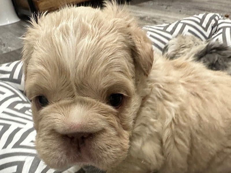 French Bulldog 1 month old female small named Kourtney for sale in Highlands County, Florida | Petmeetly