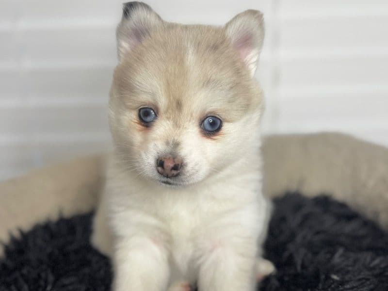 Pomsky 2 months old female small named Pearl for sale in Atlantic County, New Jersey | Petmeetly