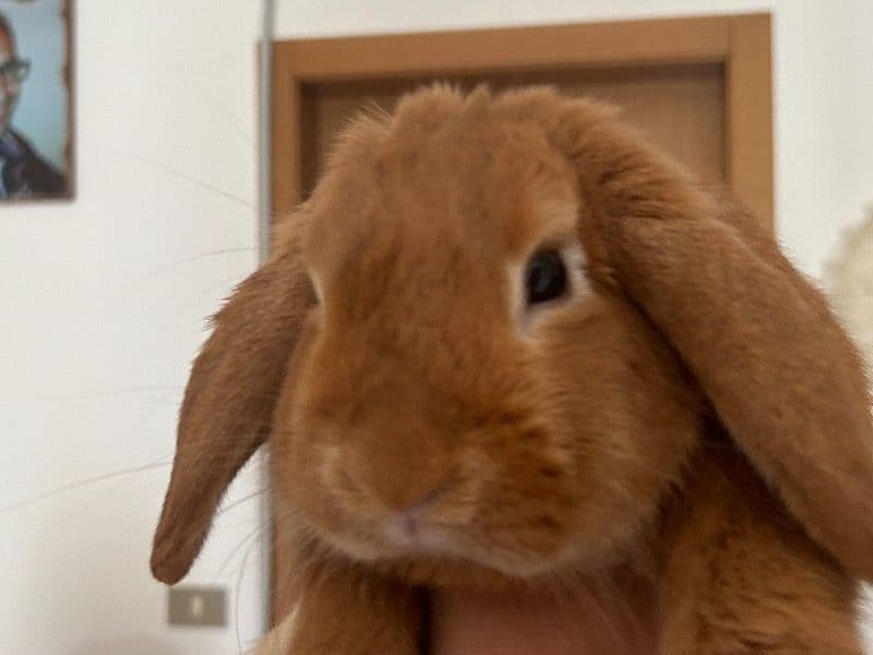 Holland Lop 2 years old male named Fuffy for breeding in Provincia di Ravenna, Emilia-Romagna | Petmeetly