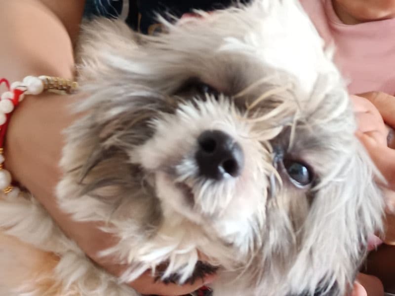 Shih Tzu 1 year 4 months old male medium named Gucci for breeding in Rohtak Division, Haryana | Petmeetly