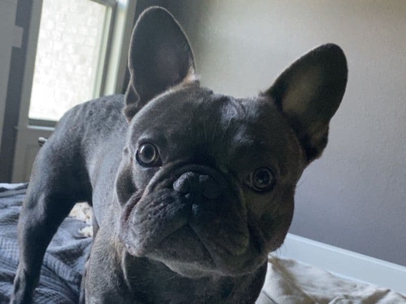 Enzo primary photo