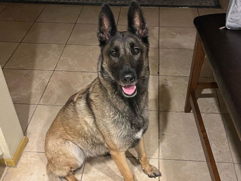 Kali primary photo