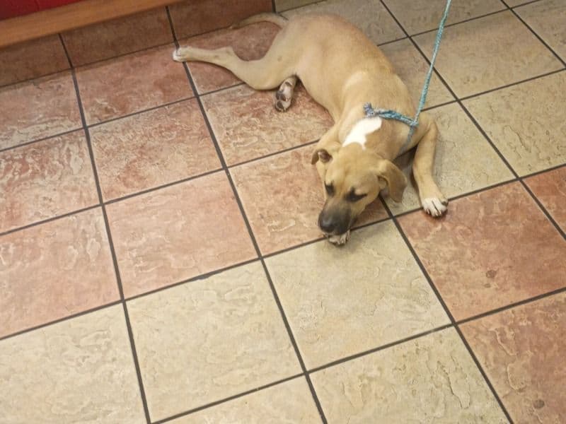 American PitBull Terrier 6 years old female medium named Paris for sale in Bexar County, Texas | Petmeetly