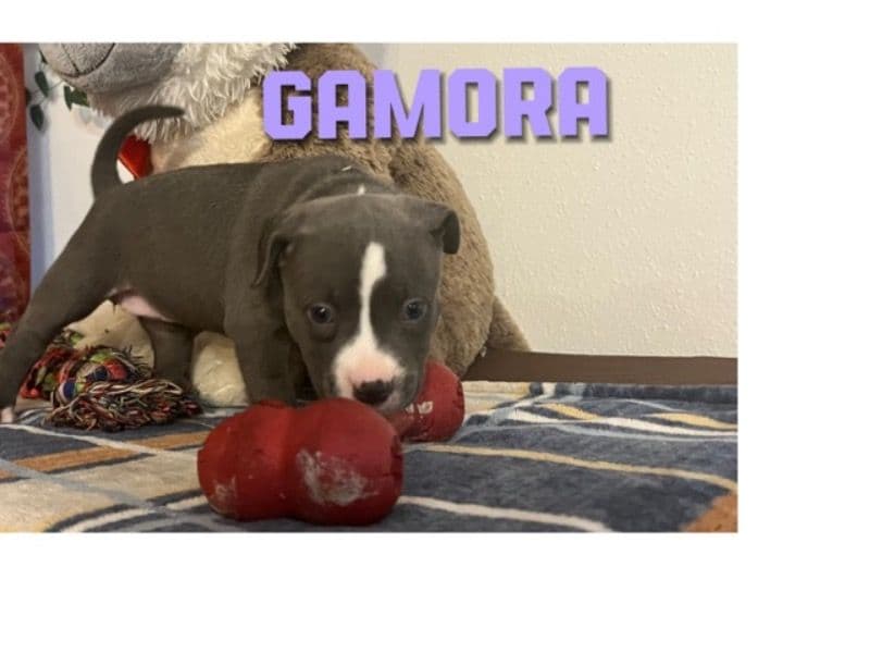 Gamora primary photo