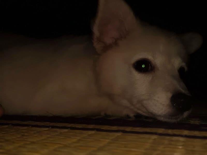 Pomeranian 1 year 2 months old female medium named Mimmy for breeding in Kovur, Tamil Nadu | Petmeetly