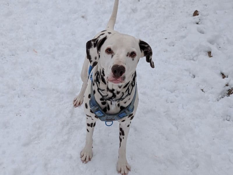 Dalmatian 6 years 7 months old male medium named Houdini for adoption in Waushara County, Wisconsin | Petmeetly