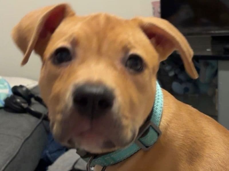 American PitBull Terrier 4 months old female medium named Nova for sale in King County, Washington | Petmeetly