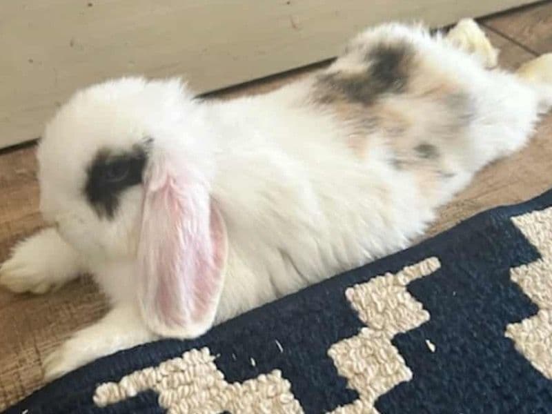 Mini Lop 10 months old female named Bun Buns for sale in Maricopa County, Arizona | Petmeetly
