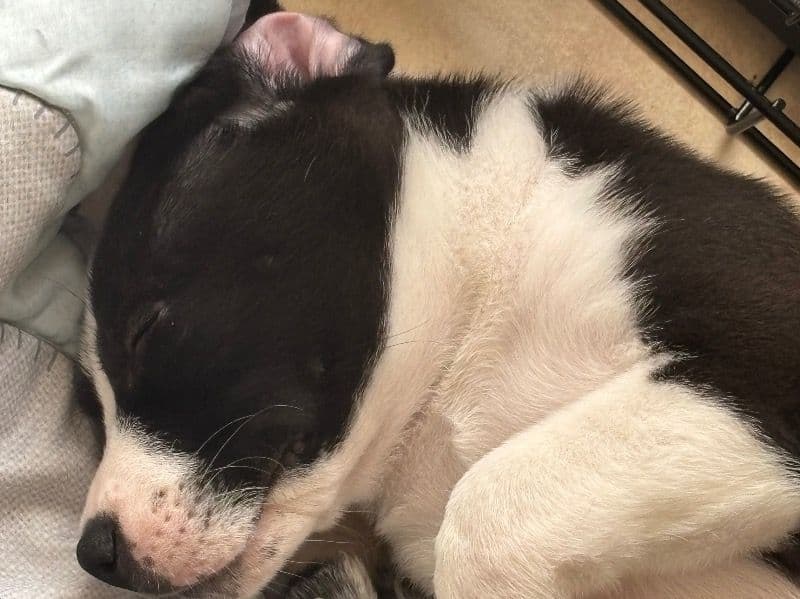 American PitBull Terrier 2 months old male small named Echo for adoption in Saline County, Arkansas | Petmeetly