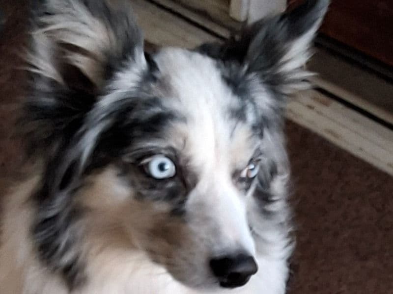 Australian Shepherd 5 years old female medium named Charliz for breeding in Indian River County, Florida | Petmeetly