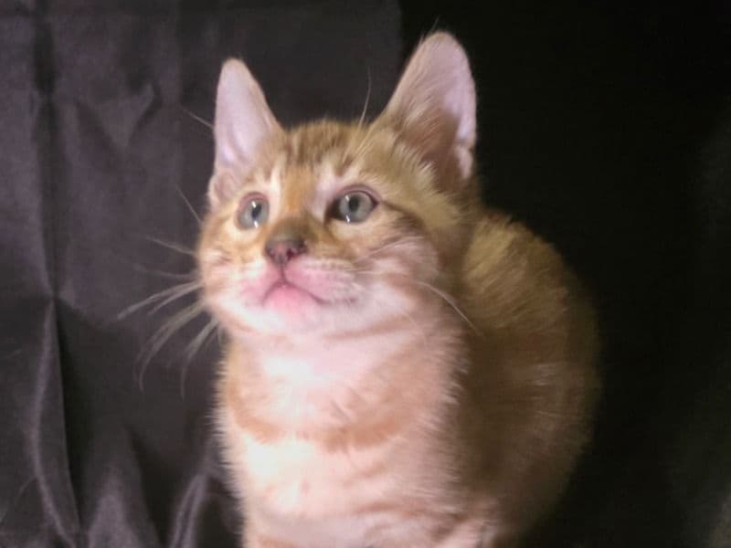 Bengal 2 months old male named Ollie for sale in South Central Connecticut Planning Region, Connecticut | Petmeetly