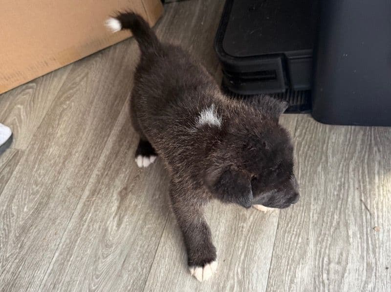 American Akita 2 months old male small named Puppy for sale in Washoe County, Nevada | Petmeetly