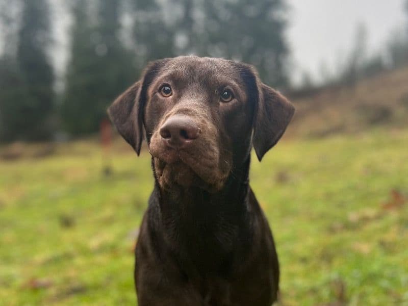 Labrador Retriever 2 years 8 months old male large named Pluto for adoption in Pierce County, Washington | Petmeetly