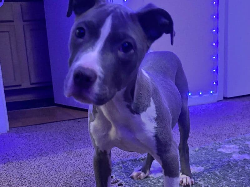 American PitBull Terrier 4 months old female small named Skylar for sale in Shelby County, Tennessee | Petmeetly