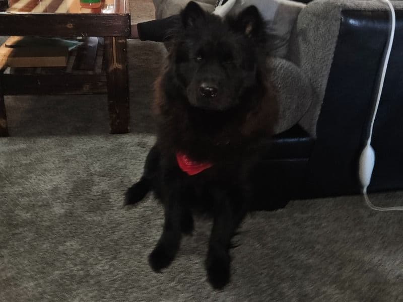 Chow Chow 1 year 9 months old female medium named Stormi for breeding in North Carolina | Petmeetly