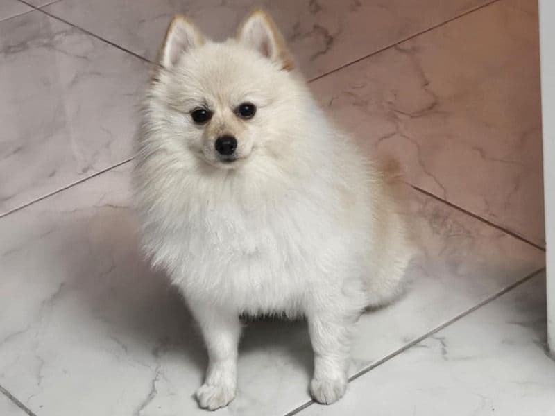 Pomchi 3 years 2 months old male small named Chiqito for breeding in Montgomery County, Texas | Petmeetly
