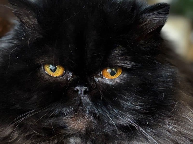 Persian 1 year 6 months old female named Kat for breeding in Suffolk, England | Petmeetly