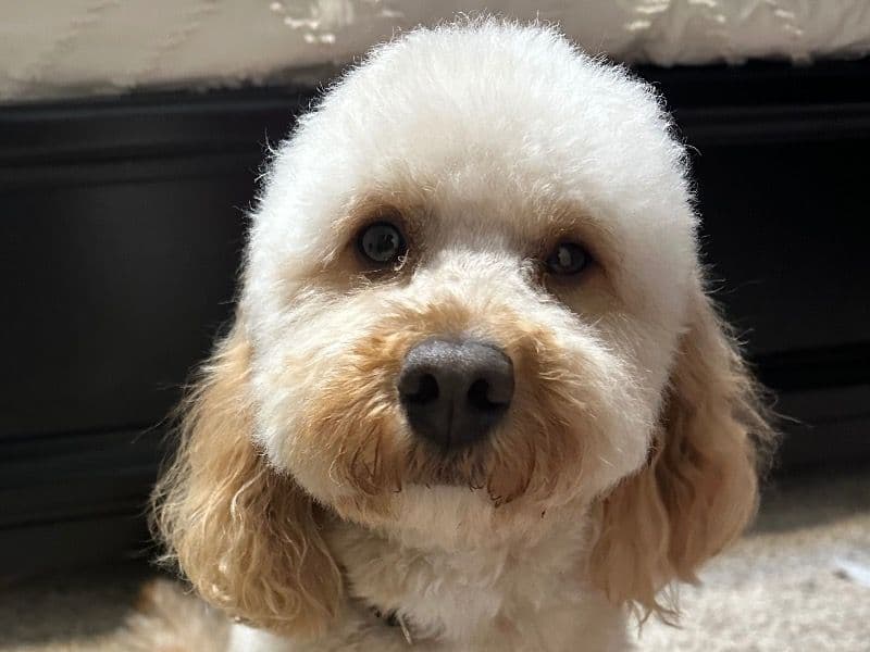 Goldendoodle 3 years 7 months old male medium named Bishop for breeding in Oakland County, Michigan | Petmeetly