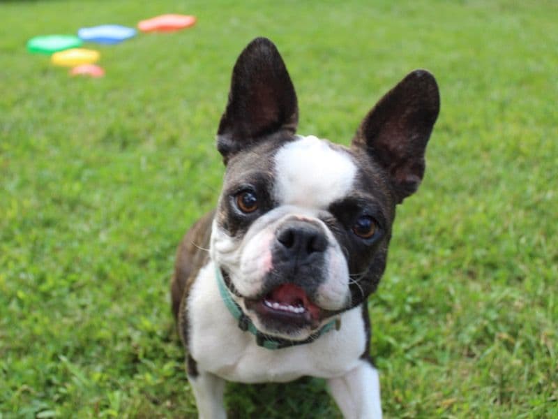Boston Terrier 3 years old female small named Freya for adoption in Grafton County, New Hampshire | Petmeetly