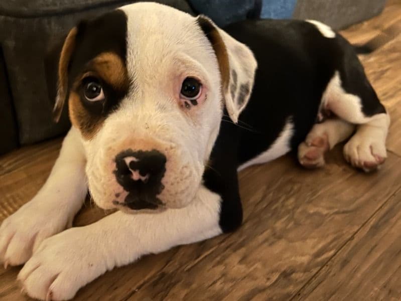 American Bully 2 months old male medium named Pickles for sale in Dahlonega, Georgia | Petmeetly