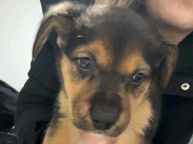 Australian Kelpie 5 months old male medium named Enzo for sale in Camden Council, New South Wales | Petmeetly